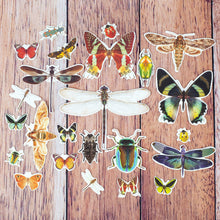Charger l&#39;image dans la galerie, Découpes d&#39;insectes carton avec effet doré